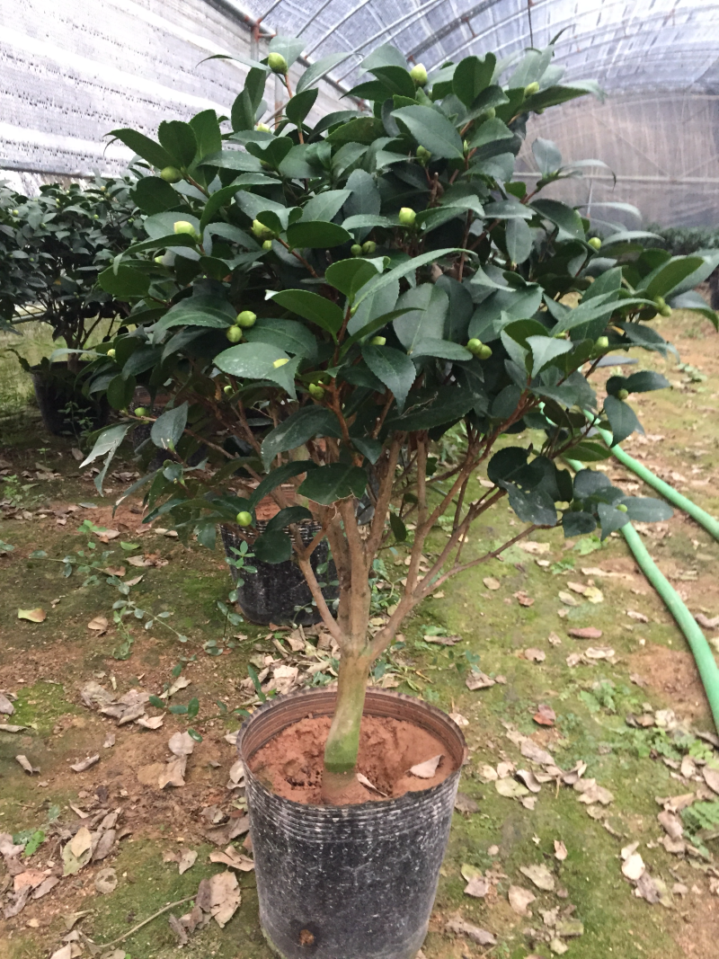 香茶花（烈香茶花、香妃茶花）盆栽花卉植物园林绿化苗木基地