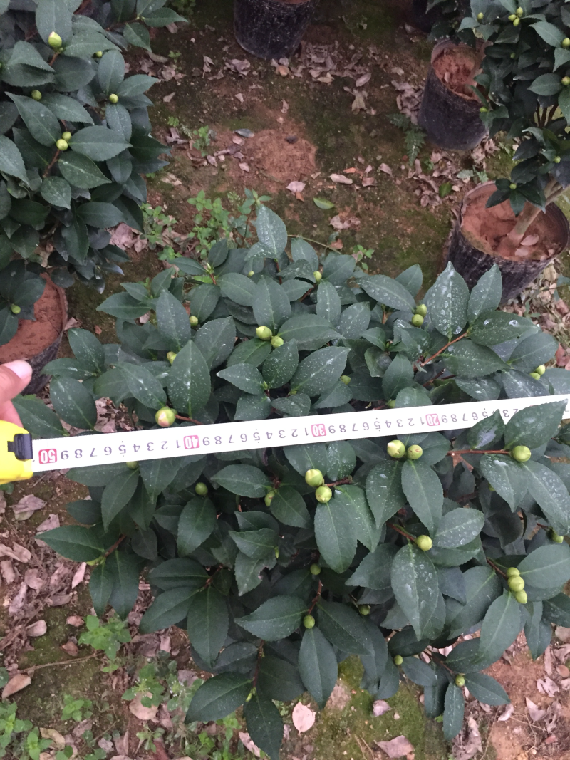香茶花（烈香茶花、香妃茶花）盆栽花卉植物园林绿化苗木基地
