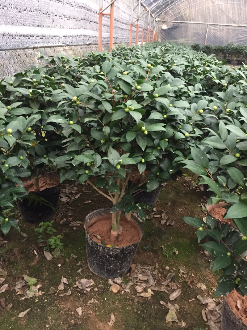 香茶花（烈香茶花、香妃茶花）盆栽花卉植物园林绿化苗木基地