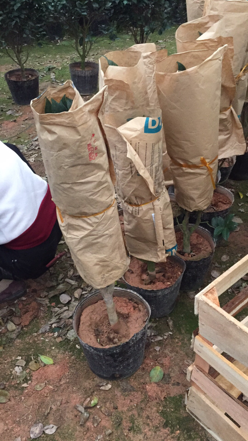 香茶花（烈香茶花、香妃茶花）盆栽花卉植物园林绿化苗木基地