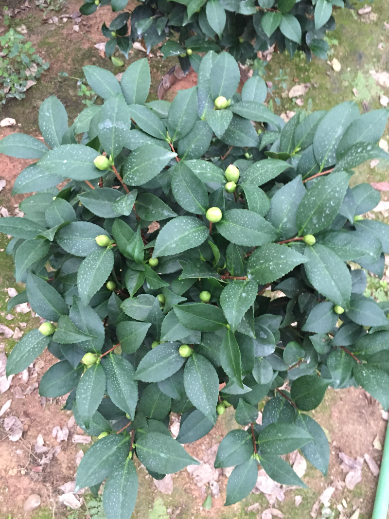 香茶花（烈香茶花、香妃茶花）盆栽花卉植物园林绿化苗木基地