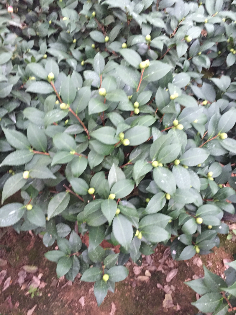 香茶花（烈香茶花、香妃茶花）盆栽花卉植物园林绿化苗木基地