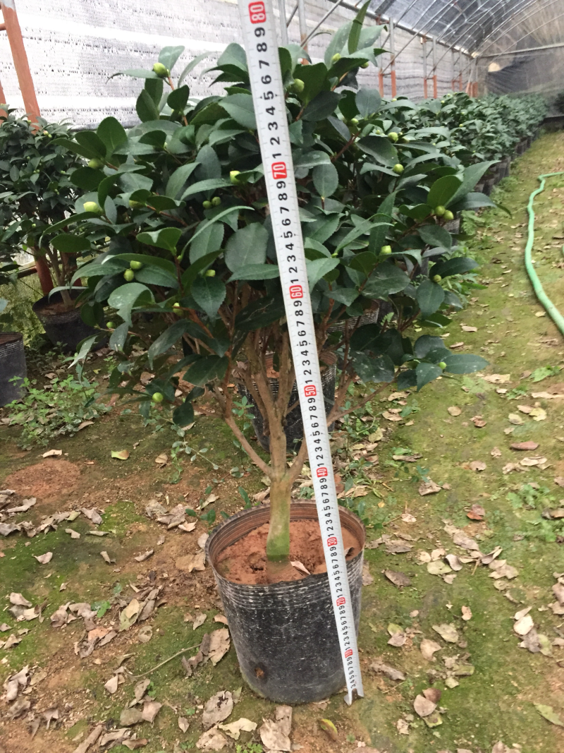 香茶花（烈香茶花、香妃茶花）盆栽花卉植物园林绿化苗木基地