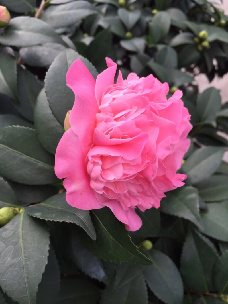 香茶花（烈香茶花、香妃茶花）盆栽花卉植物园林绿化苗木基地