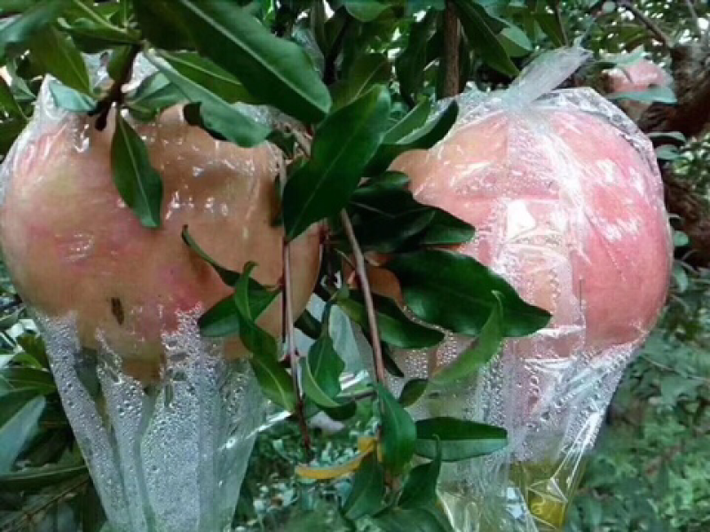 临潼特产