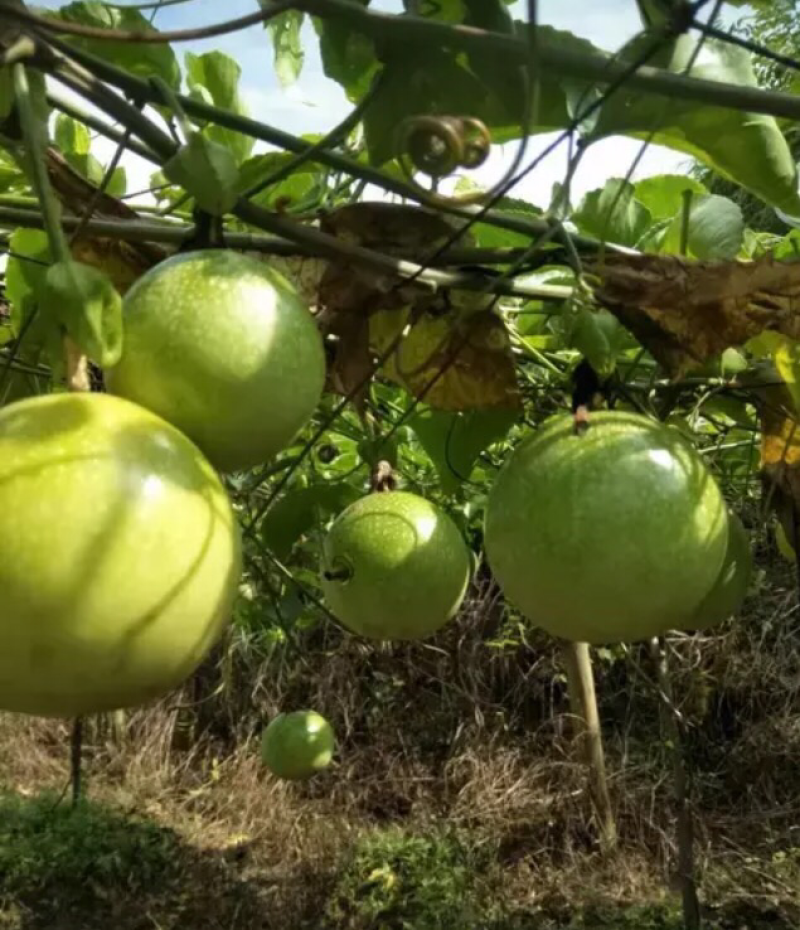 黄金百香果