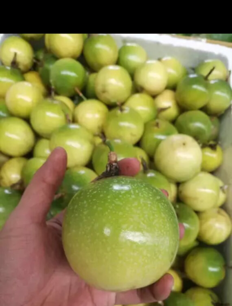 黄金百香果