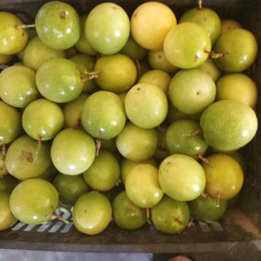 黄金百香果
