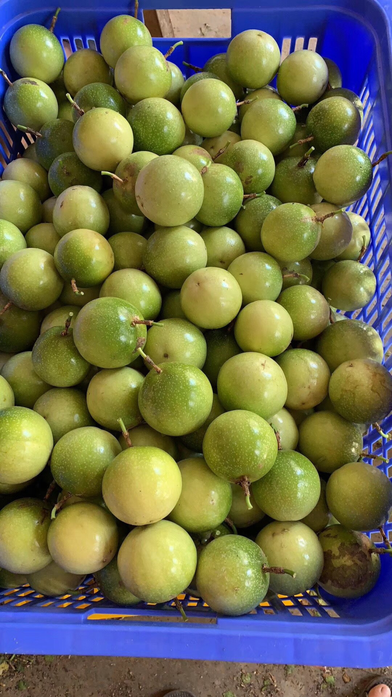 黄金百香果