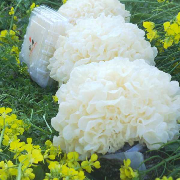 鲜银耳6朵盒装