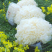 鲜银耳6朵盒装
