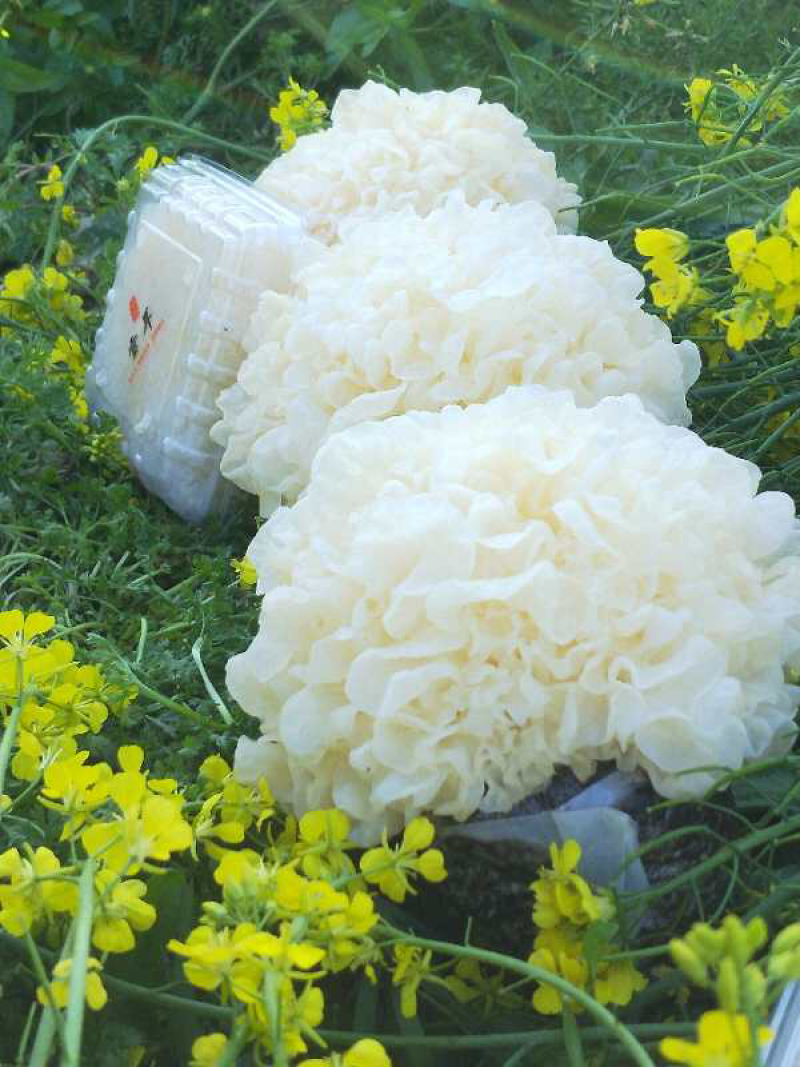 鲜银耳6朵盒装