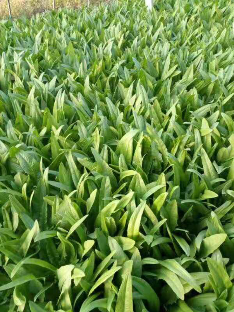 油麦菜25~30cm以上