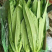 油麦菜25~30cm以上