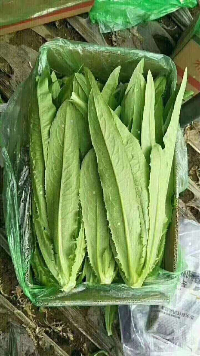 油麦菜25~30cm以上