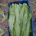 油麦菜25~30cm以上