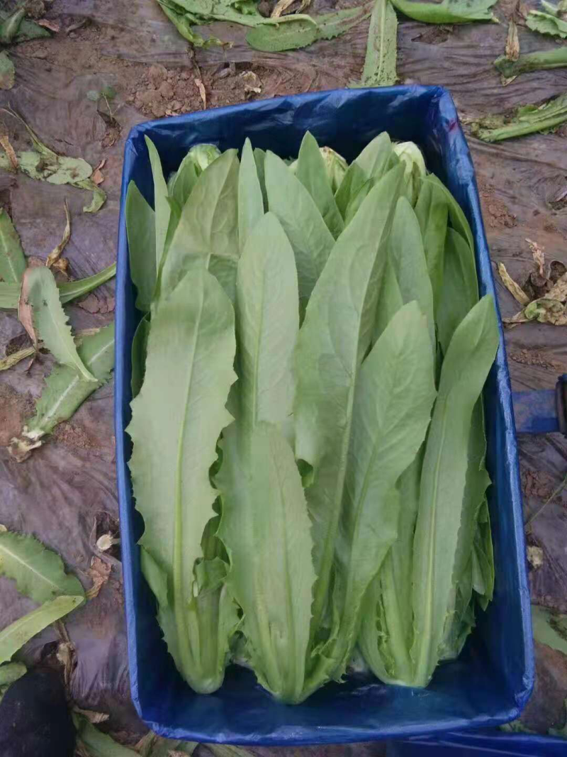油麦菜25~30cm以上