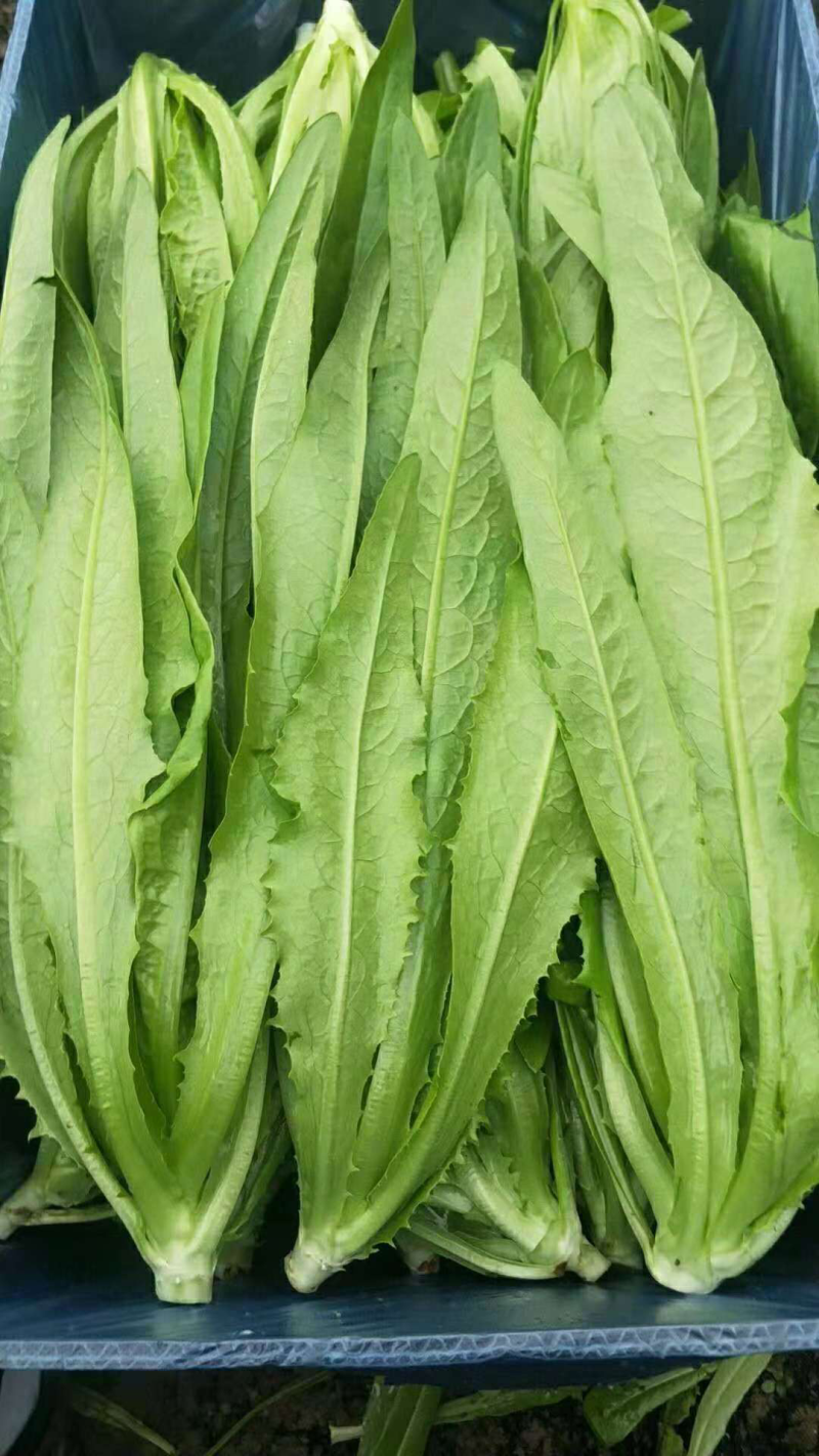 油麦菜25~30cm以上