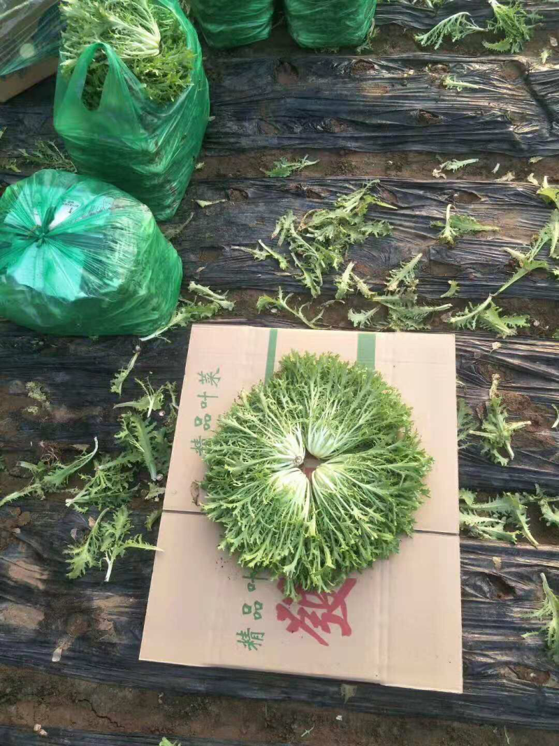 苦苣精品