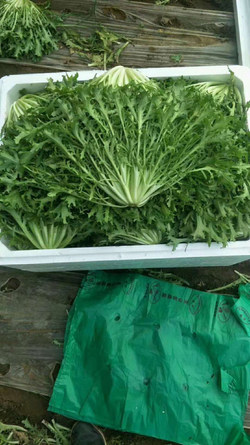 苦苣精品