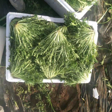 苦苣精品