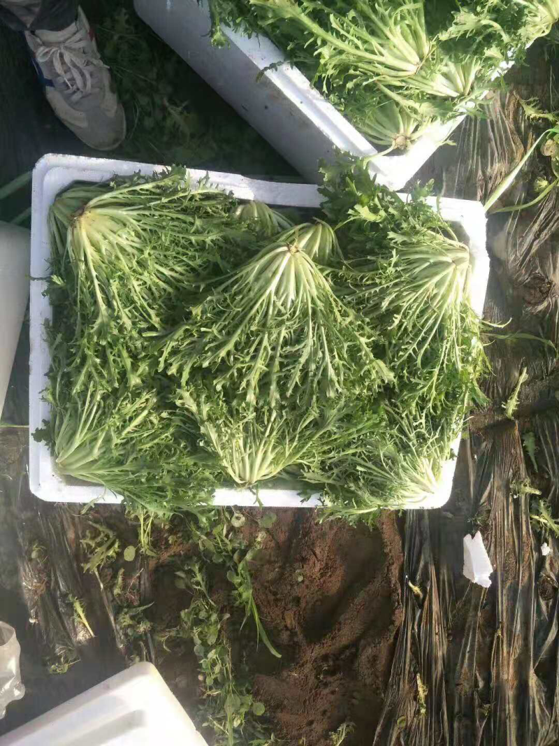 苦苣精品