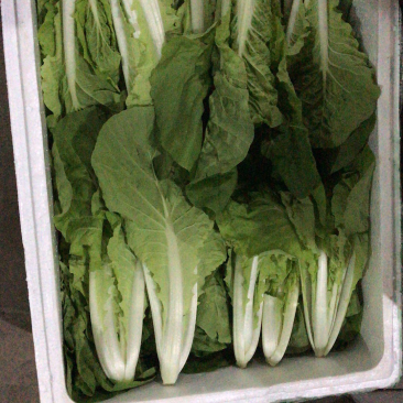 长期供应各类优质叶菜，欢迎各位朋友，量大价优，互惠共赢！