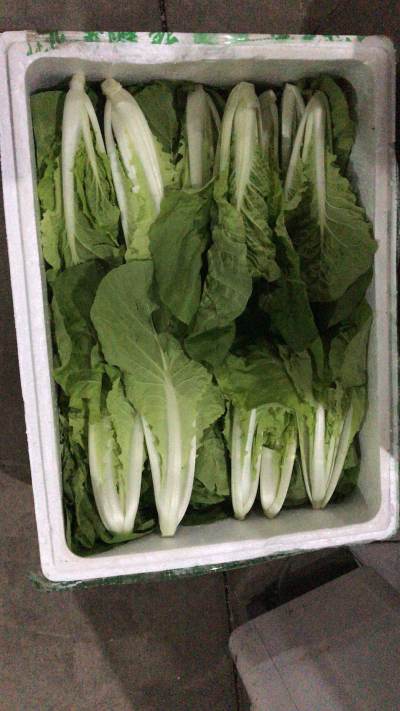 长期供应各类优质叶菜，欢迎各位朋友，量大价优，互惠共赢！