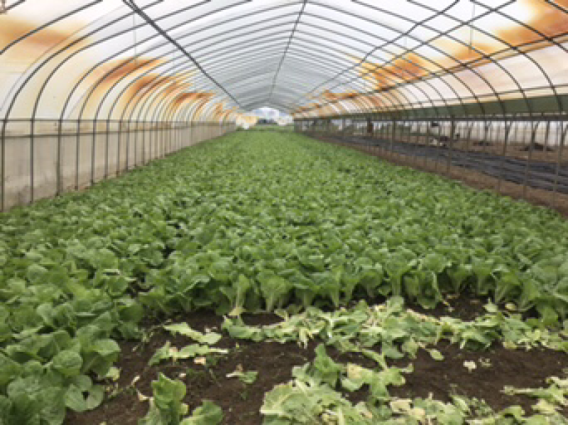 长期供应各类优质叶菜，欢迎各位朋友，量大价优，互惠共赢！