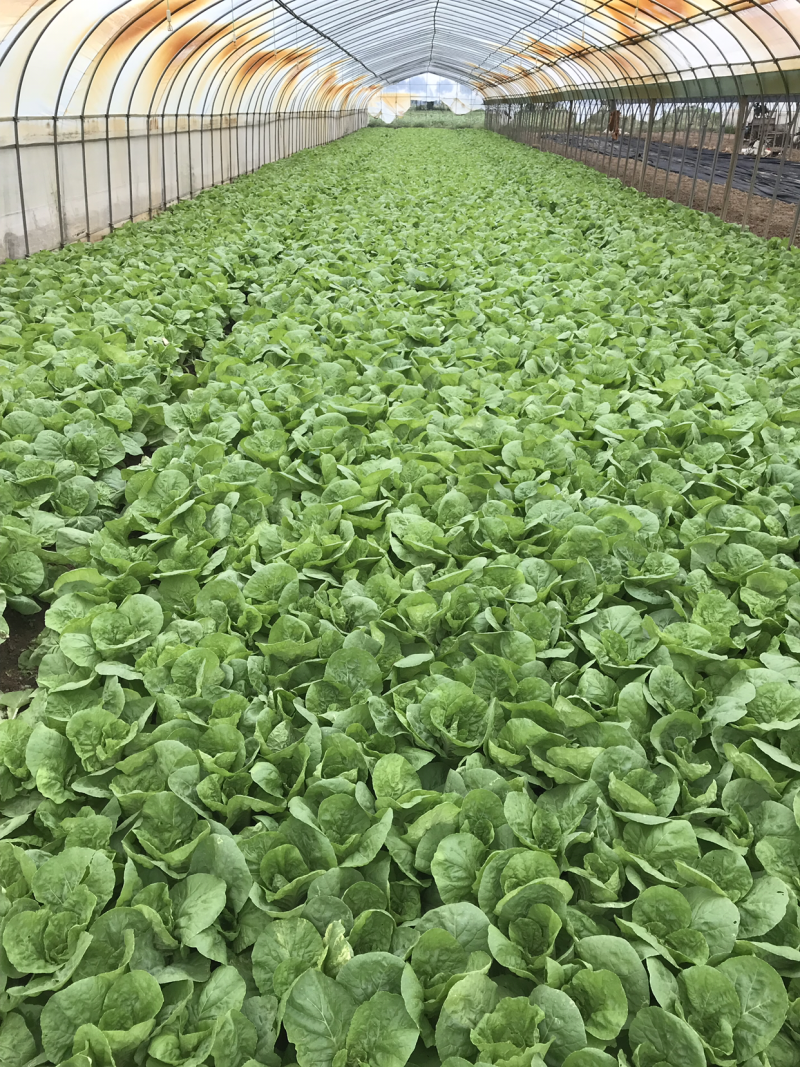 长期供应各类优质叶菜，欢迎各位朋友，量大价优，互惠共赢！
