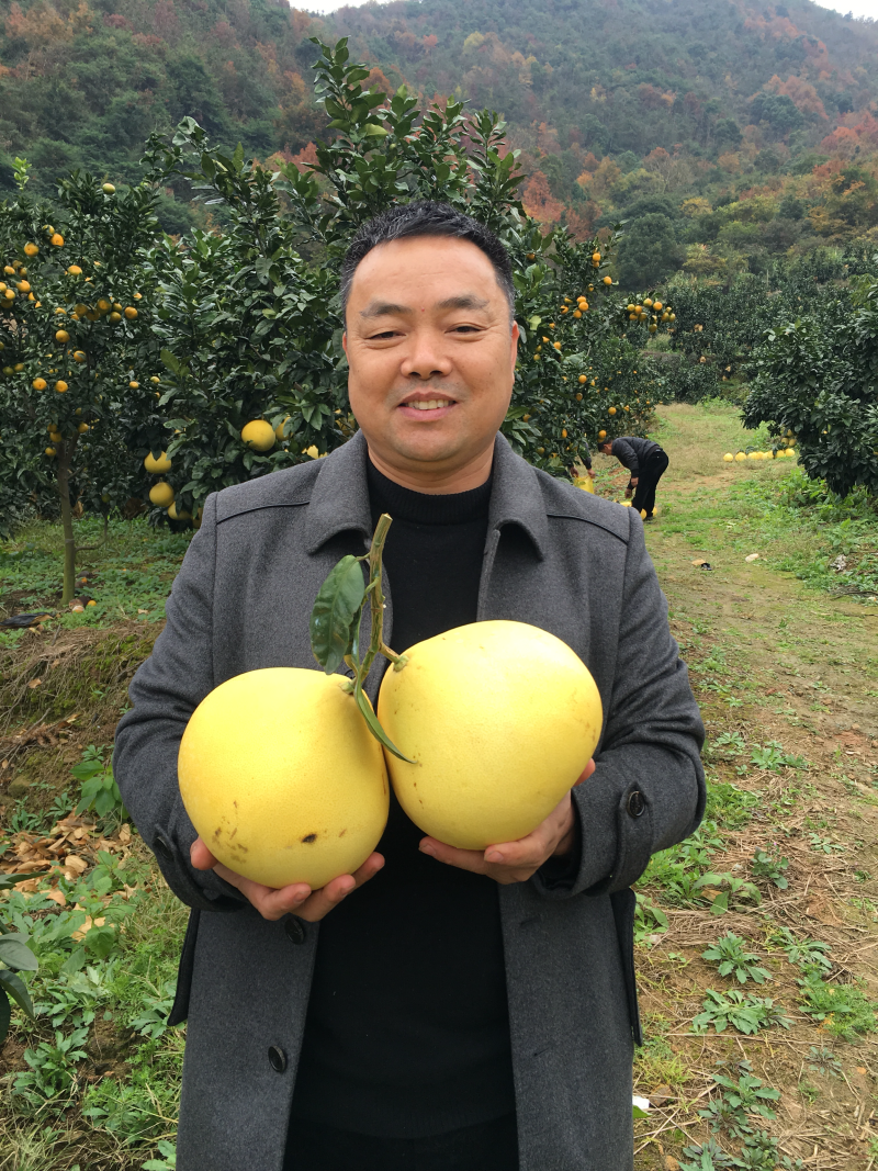 果爸果妈自有基地玉环文旦（开口笑果）