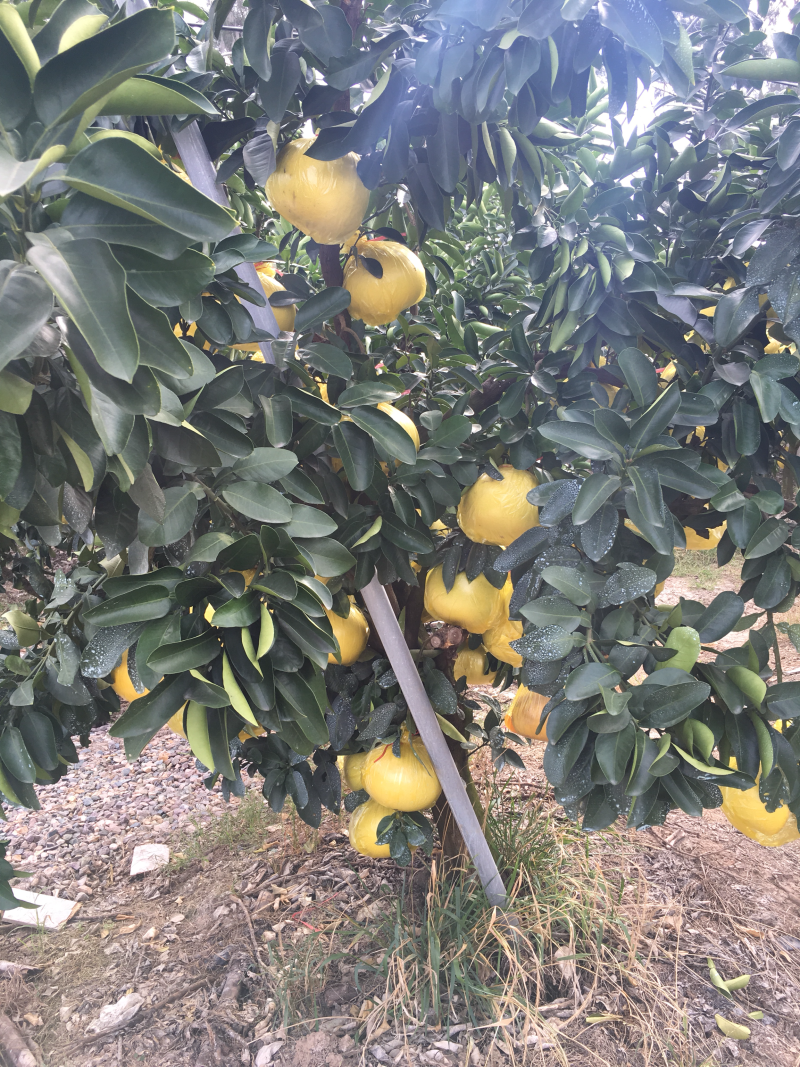 果爸果妈自有基地玉环文旦（开口笑果）