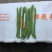 高产浙龙四季豆新品种