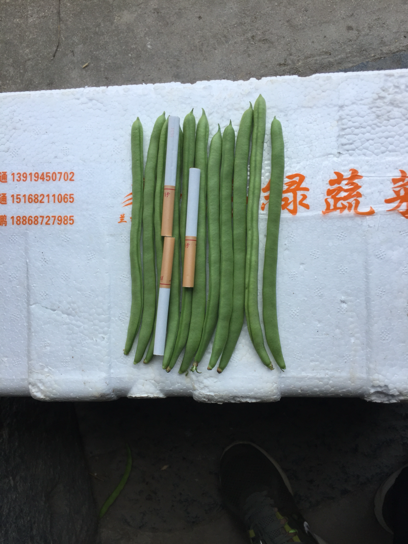 高产浙龙四季豆新品种