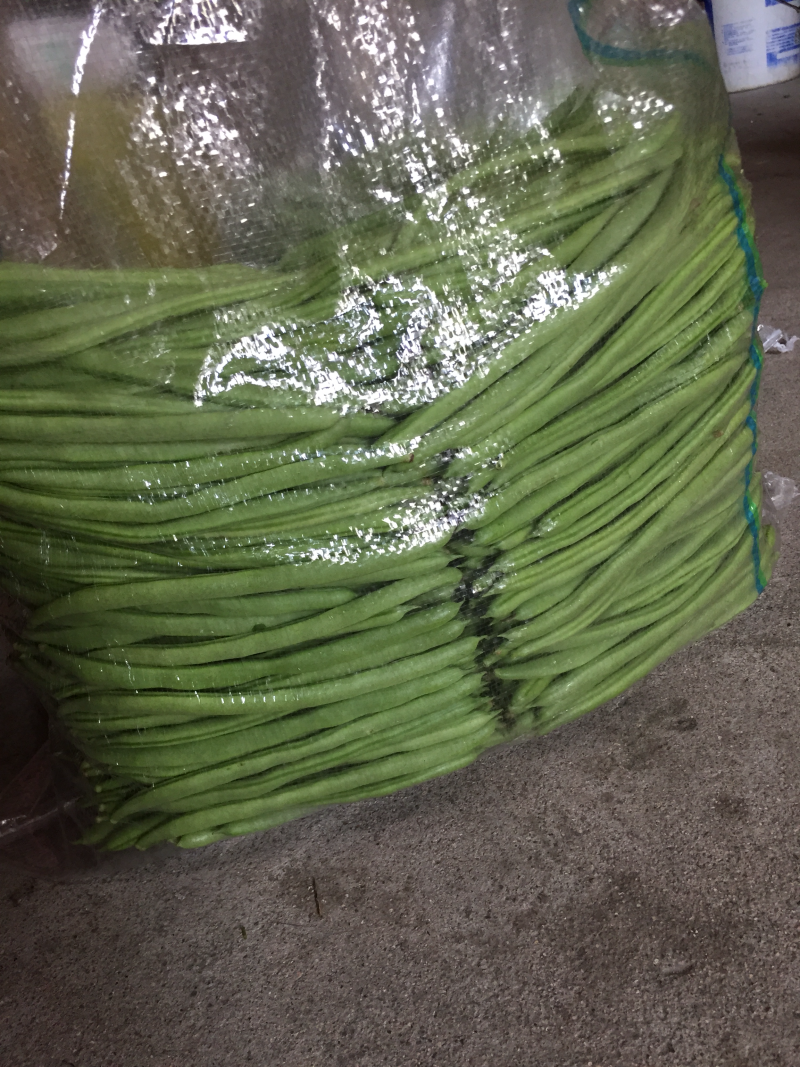 高产浙龙四季豆新品种