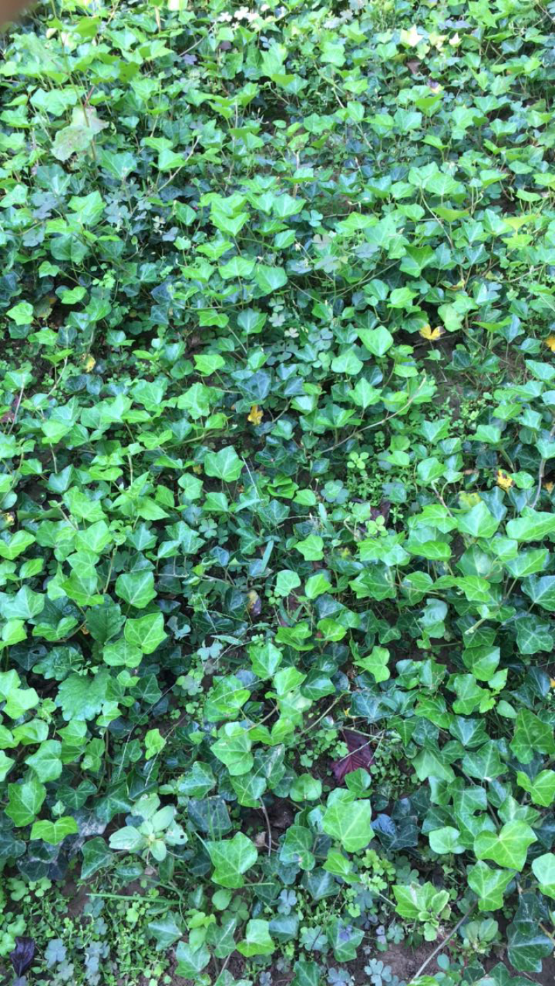 常春藤常青藤苗盆栽藤蔓常春藤苗40-50公分