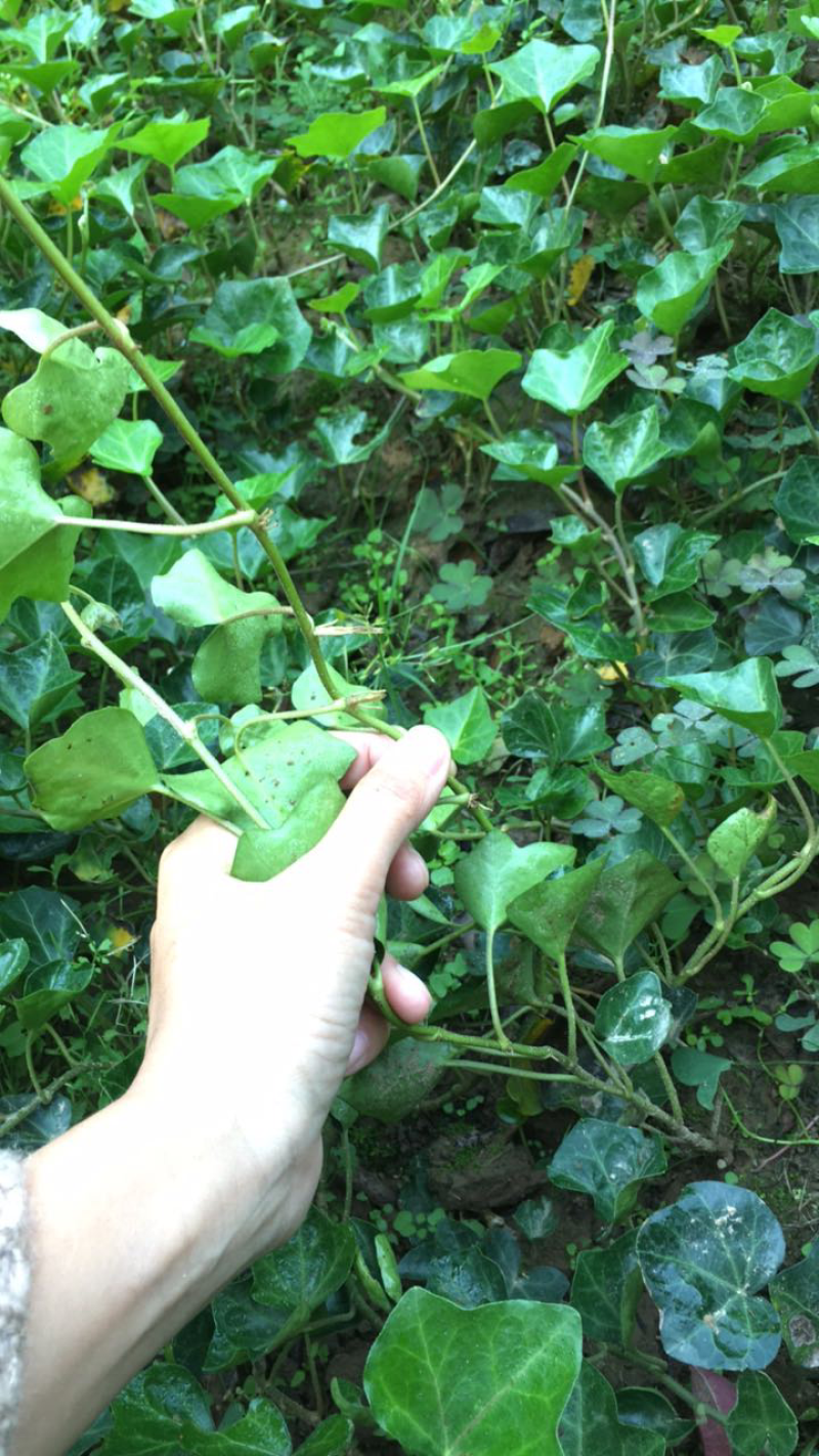 常春藤常青藤苗盆栽藤蔓常春藤苗40-50公分