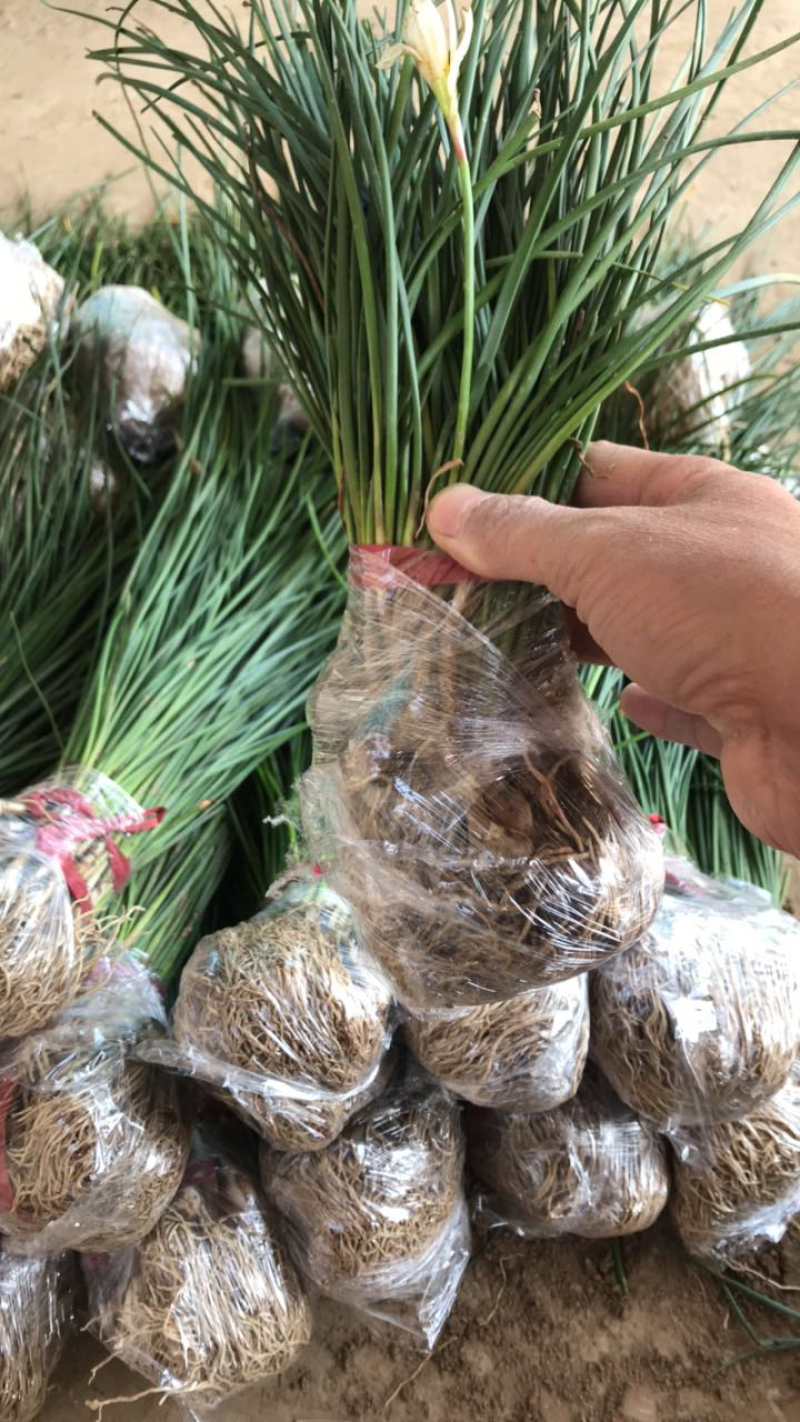 葱兰基地直销大量现货开正规发票全部现挖现卖