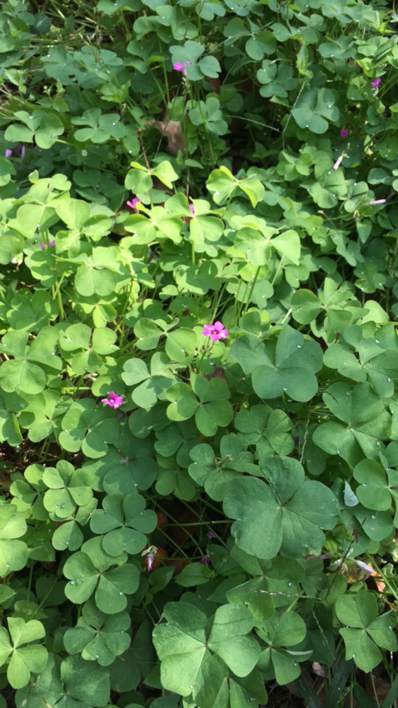 园林绿化苗木庭院地被植物花卉红花醡浆草红花草苗三叶幸运草