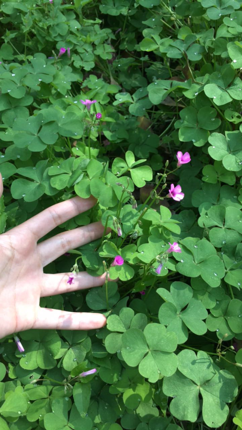 园林绿化苗木庭院地被植物花卉红花醡浆草红花草苗三叶幸运草