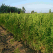 侧柏50公分起步到1.8米各种规格都有，需要请详细咨询