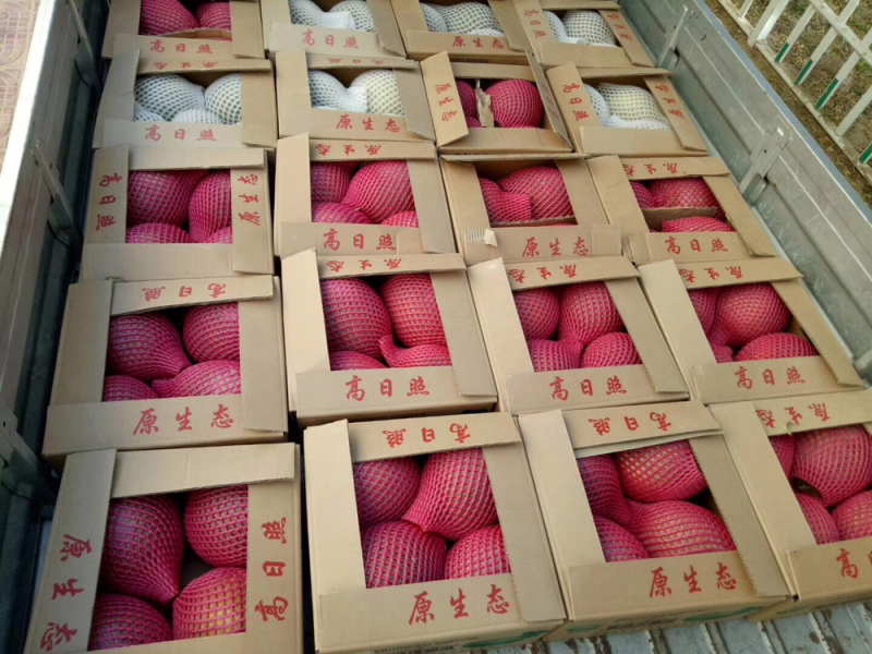 安迪河甜瓜红枣很甜今年的收入不一样