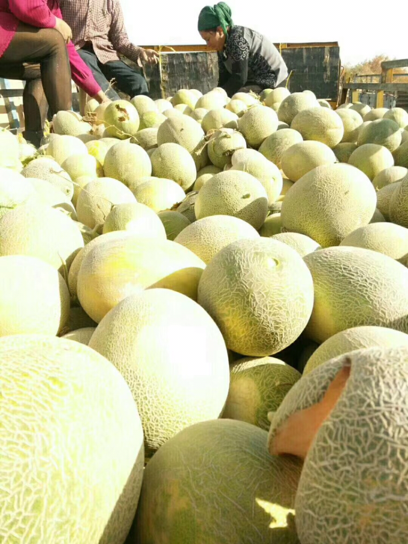 安迪河甜瓜红枣很甜今年的收入不一样