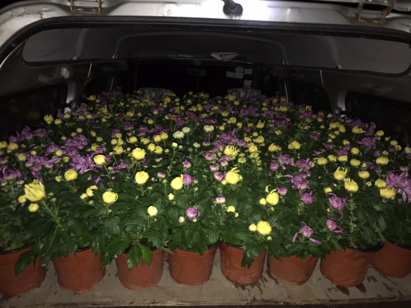 国庆菊菊花