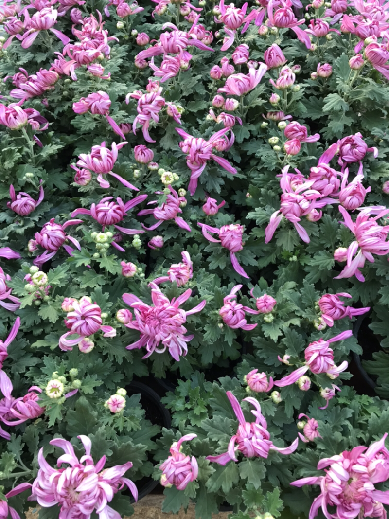 国庆菊菊花
