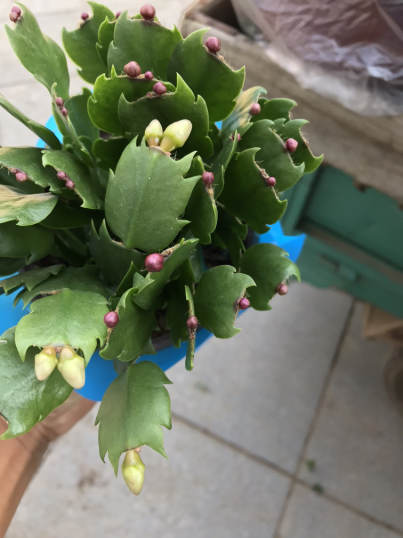 青州花卉荷兰莲蟹爪莲盆栽批发