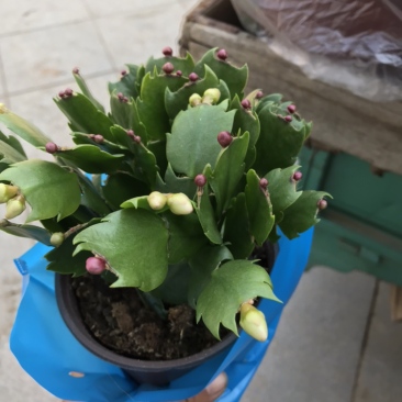 青州花卉荷兰莲蟹爪莲盆栽批发