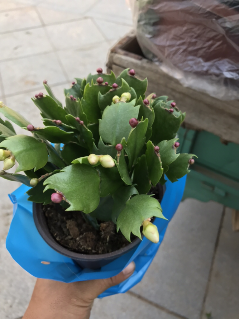 青州花卉荷兰莲蟹爪莲盆栽批发