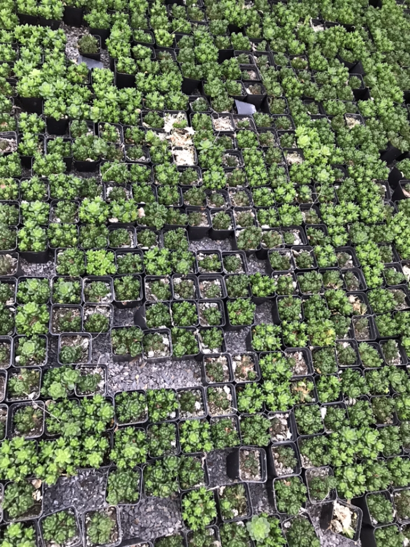 青州花卉水晶玉露多肉植物