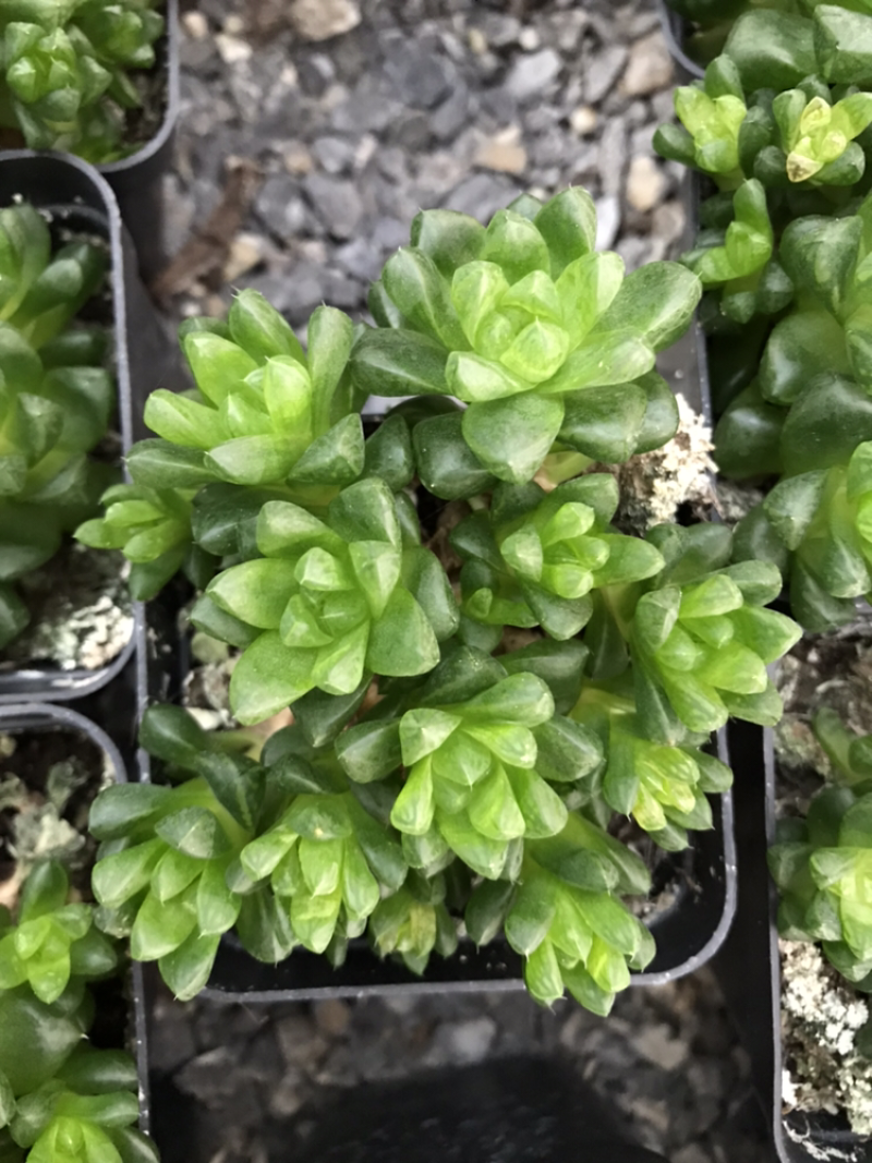 青州花卉水晶玉露多肉植物